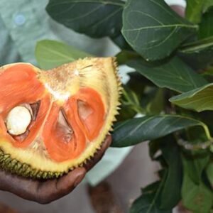 Siddu Jack (Copper Red jackfruit plant)
